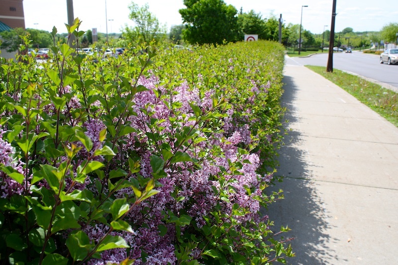 http://people.carleton.edu/~cborn/omeka/Eckankar/ECK_Flowers.jpg http://people.carleton.edu/~cborn/omeka/Eckankar/ECK_Flowers.jpg
