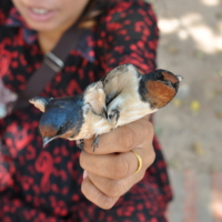 buddhism birds.jpg