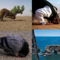 http://people.carleton.edu/~cborn/omeka/Somali_Muslim_Communities_of_Faribault/SMCF_PrayerImage.jpg