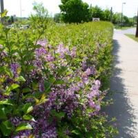 Chanhassen Roadside Bushes