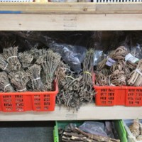 Hmong Herbal Medicines
